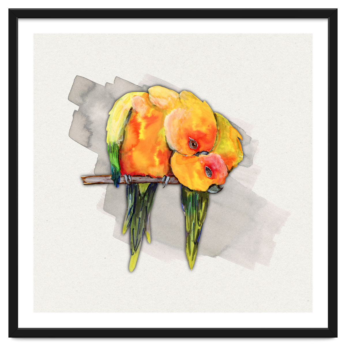 Two cuddling sun conures