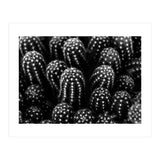 Cactus (Print Only) thumbnail