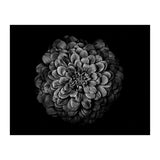 Backyard Flowers In Black And White 54 (Print Only) thumbnail