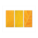 Autumn Leaves (Print Only) thumbnail