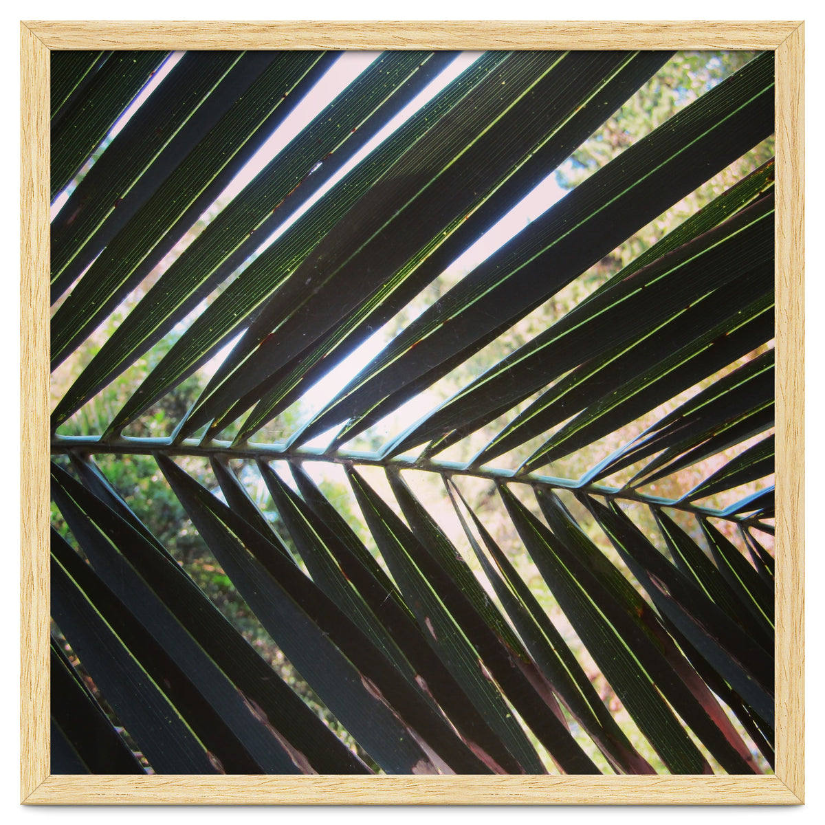 Palm leaf
