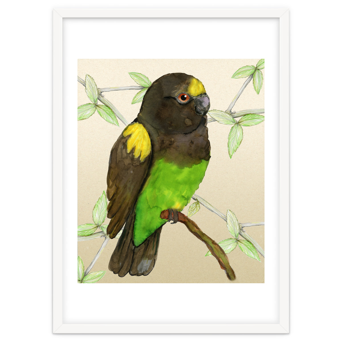 Meyer's parrot watercolor
