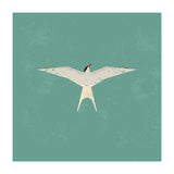 Arctic Tern (Print Only) thumbnail