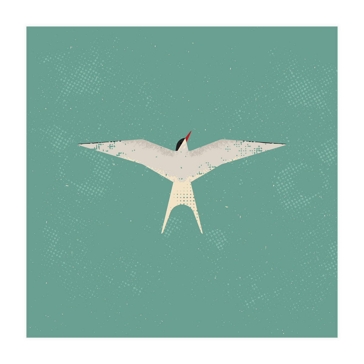 Arctic Tern (Print Only)