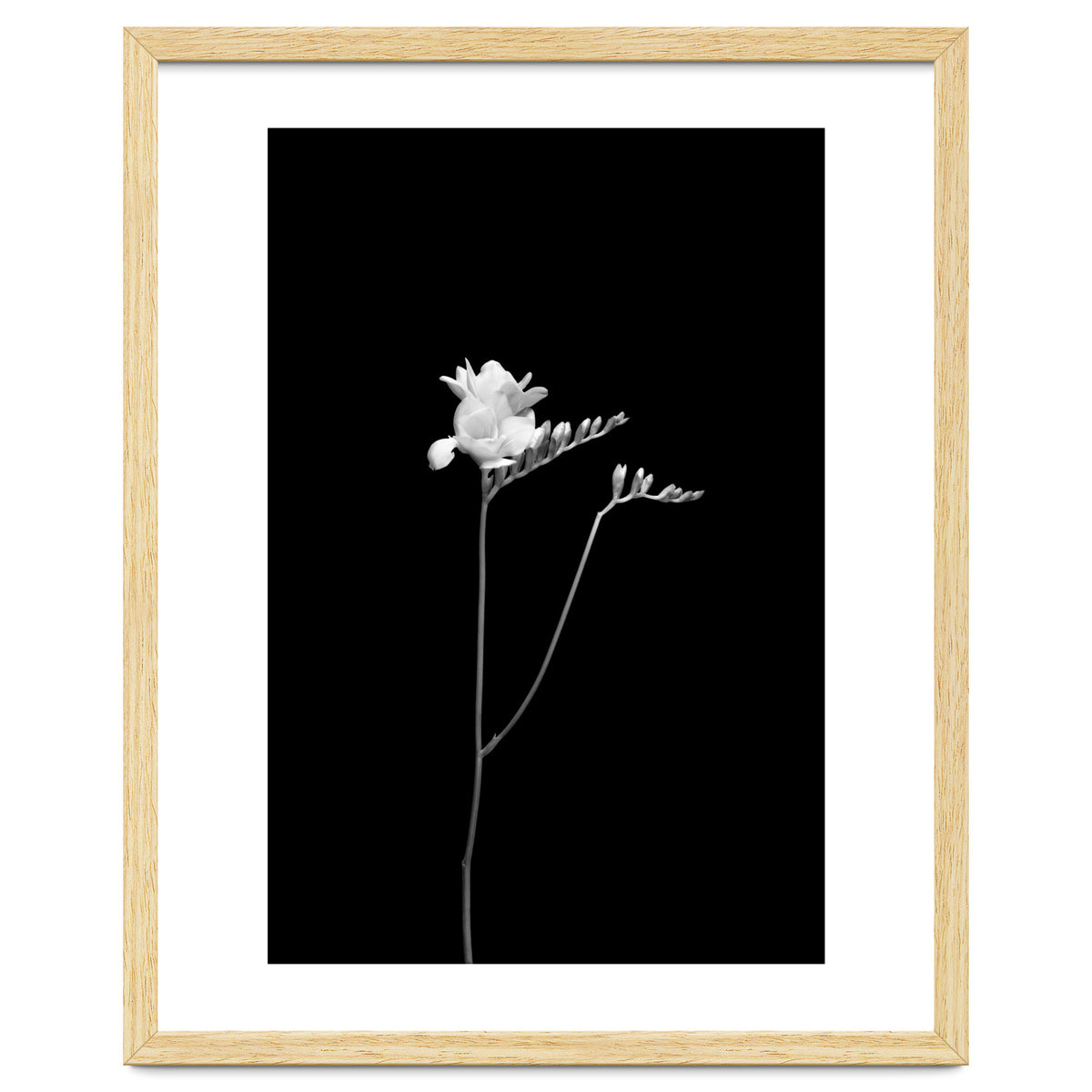 Freesia | dark design