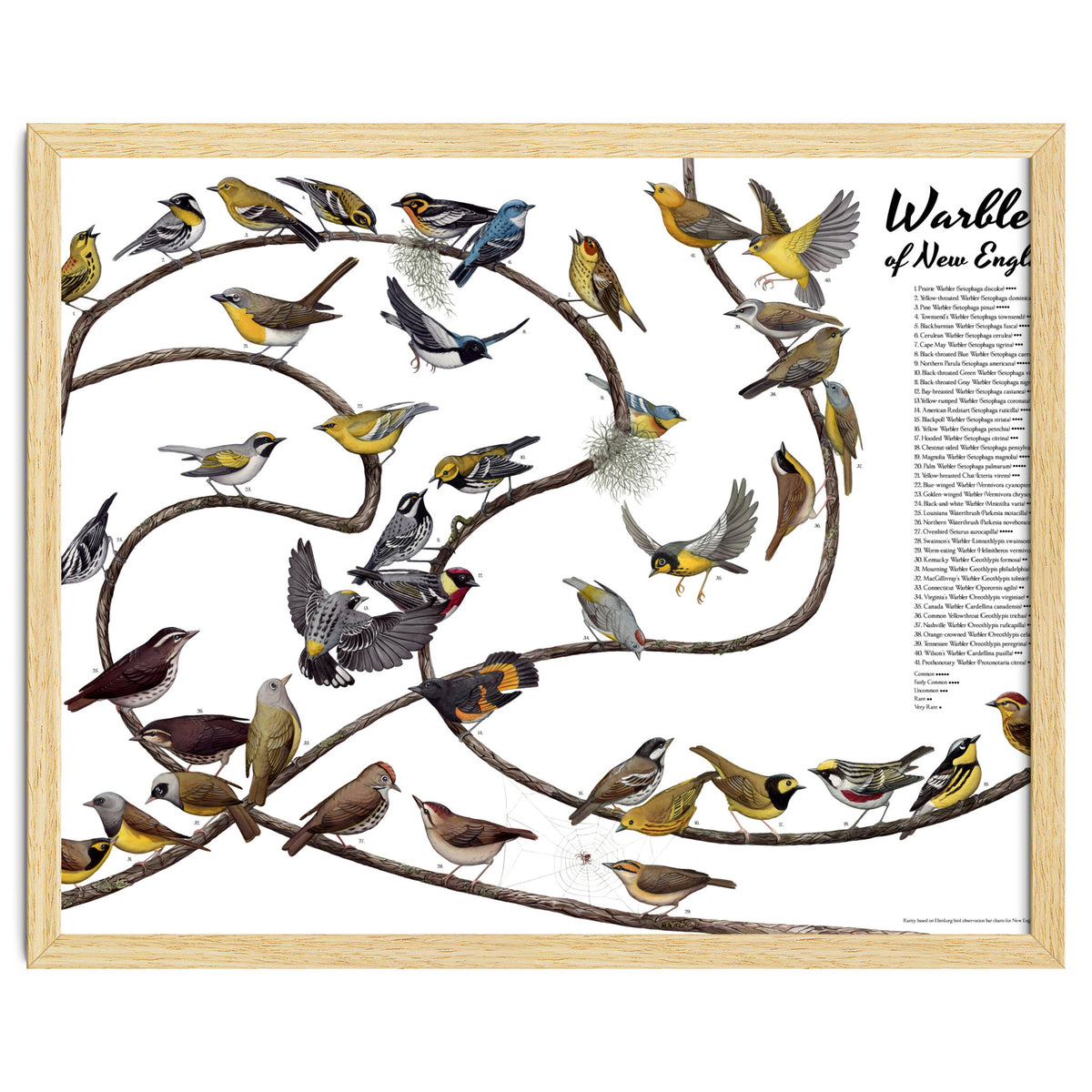 Warblers of New England