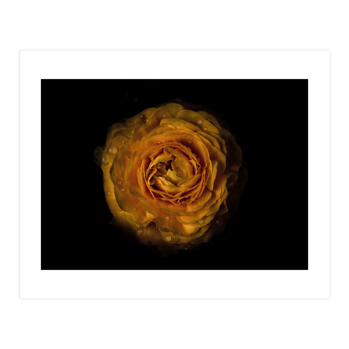 Backyard Flowers No 73 Color Version (Print Only)