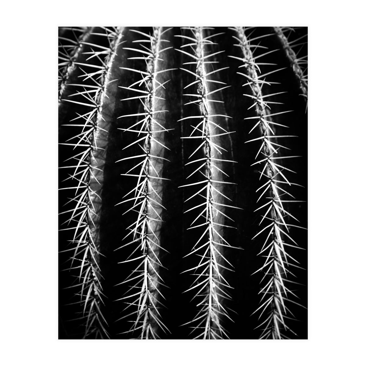 can't touch this (Print Only)