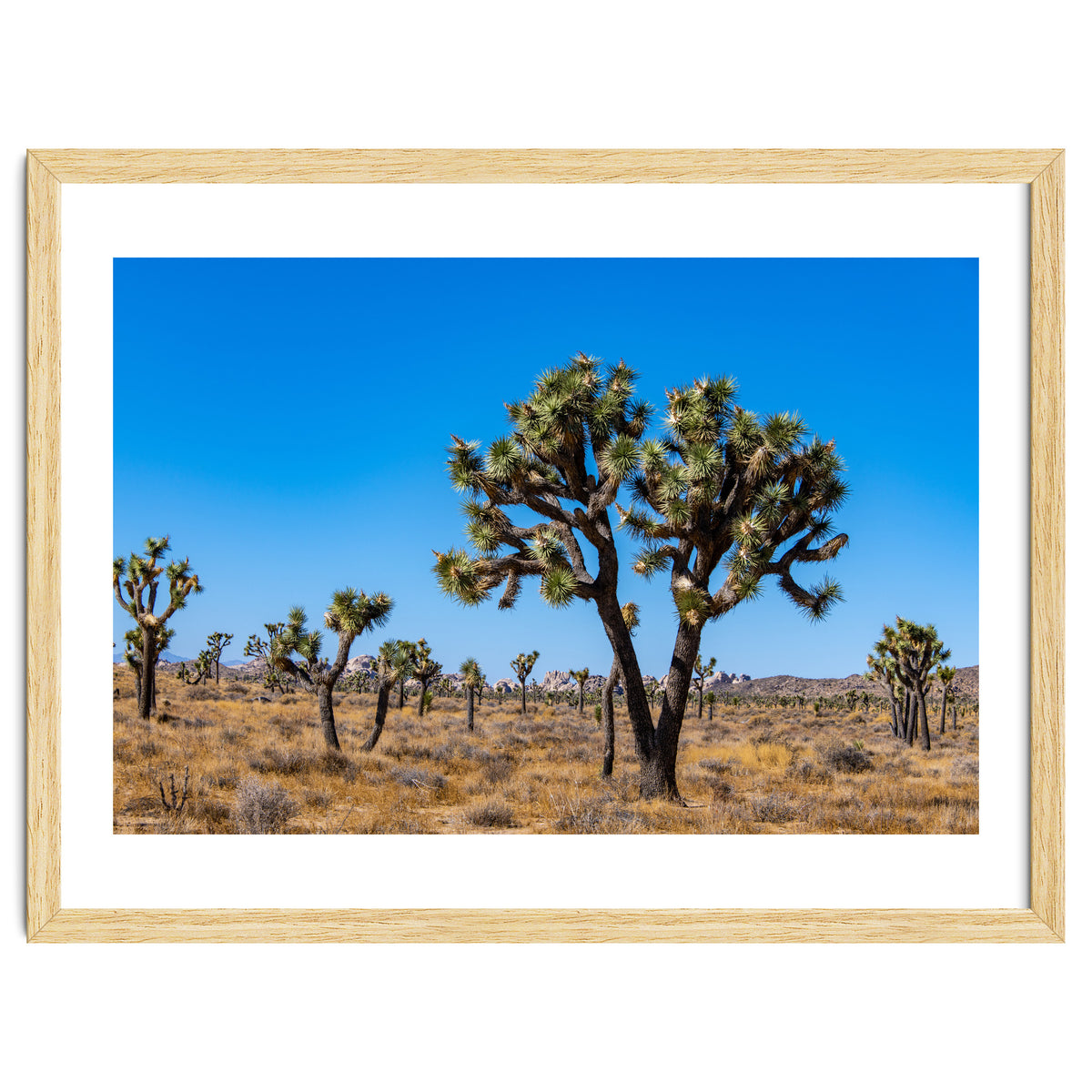 Joshua Trees