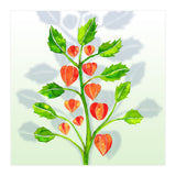 Physalis (Print Only) thumbnail