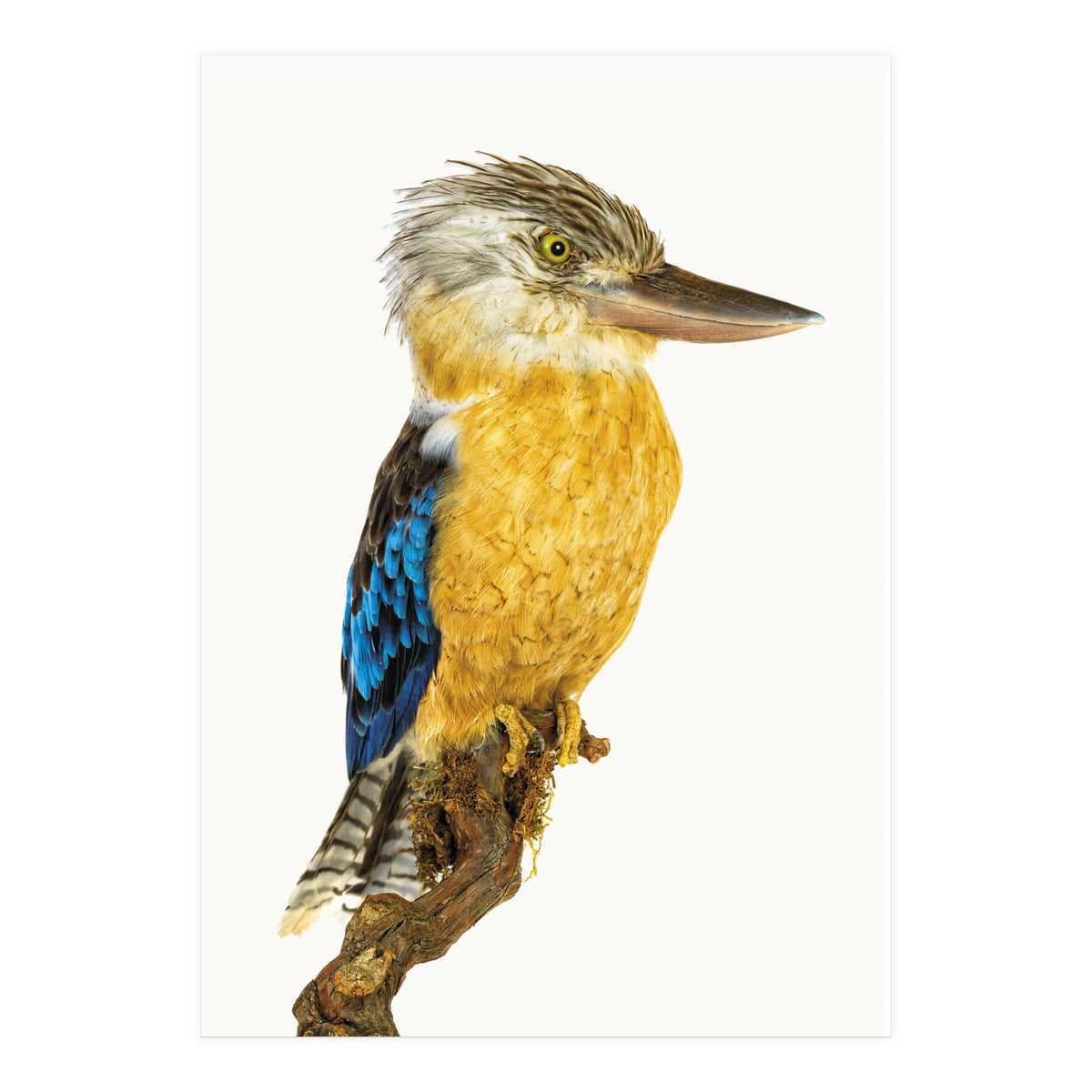 Cc Birds 07 (Print Only)