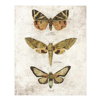 Butterflies VI (Print Only)