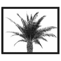 Palm Tree