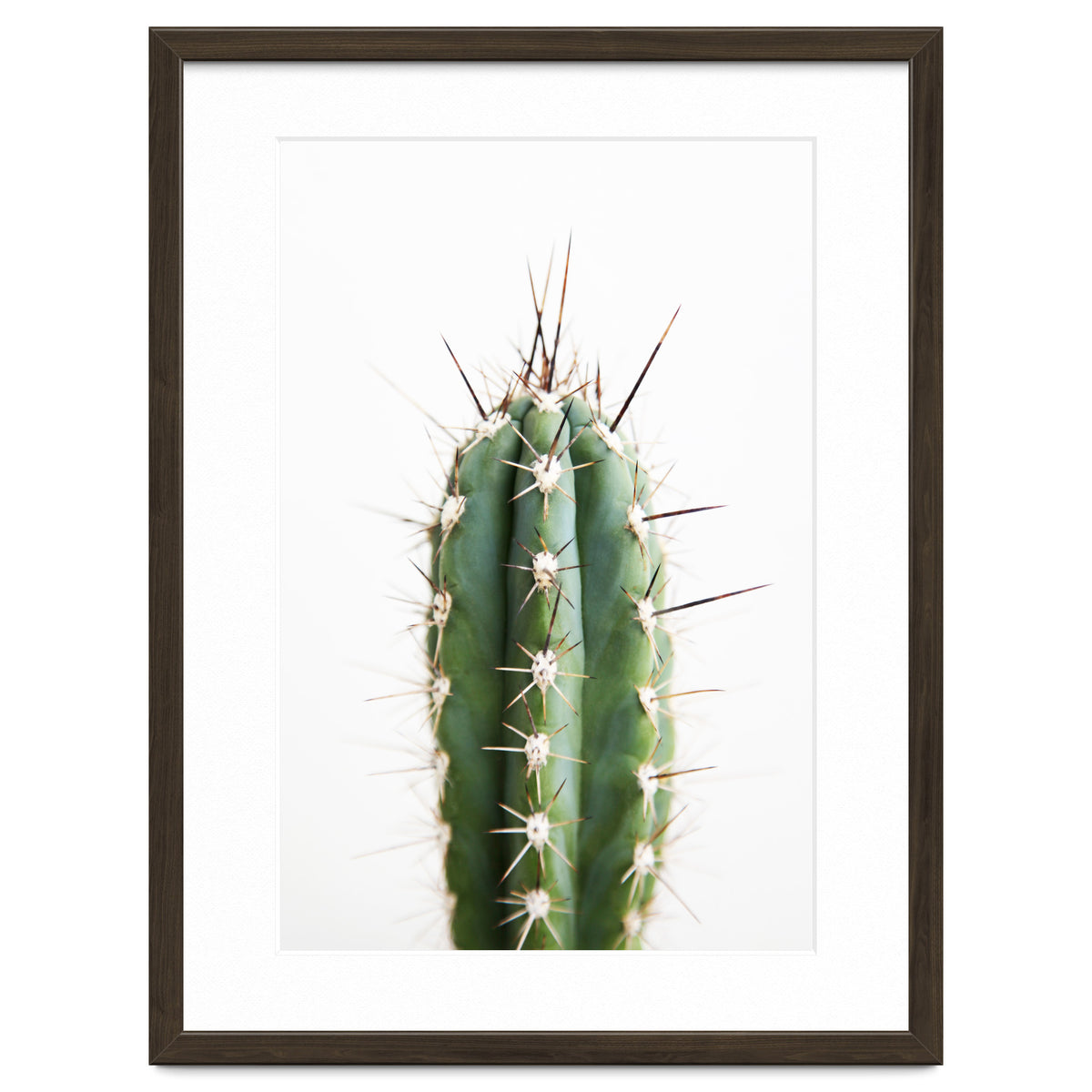 Cacti