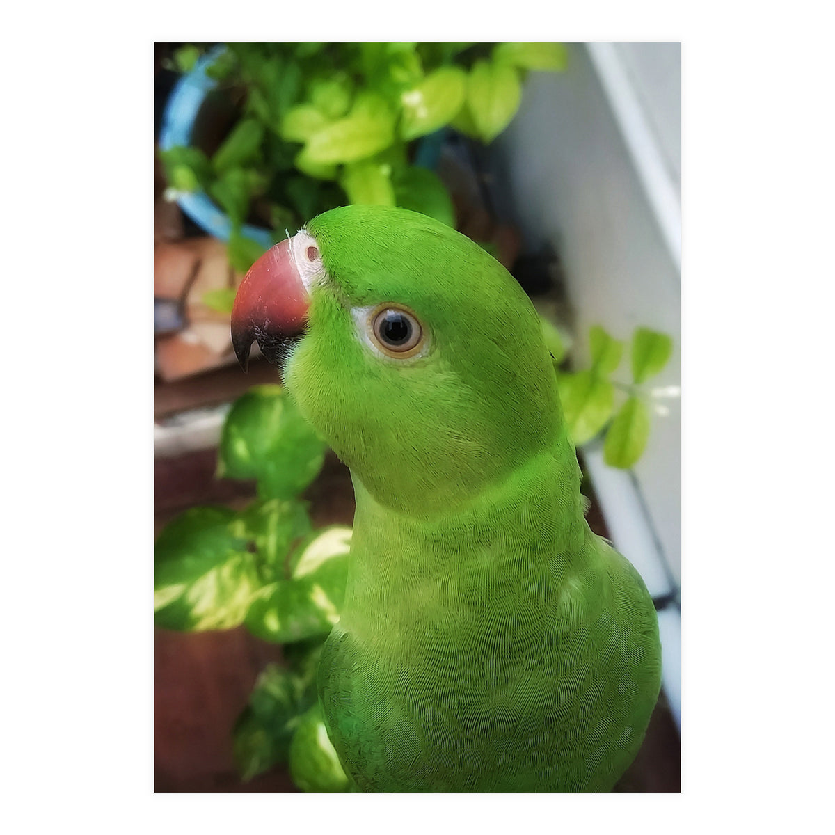 Gazing Parrot (Print Only)