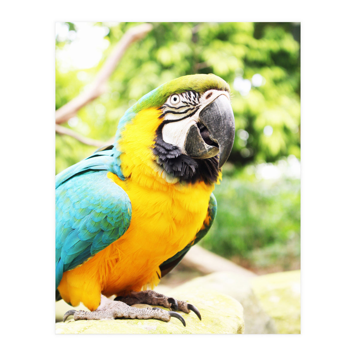 Parrot (Print Only)