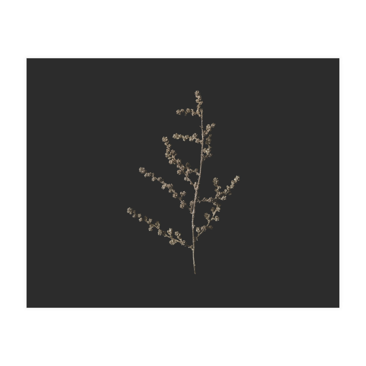 Dainty Botanicals in Gold and Black - Square (Print Only)