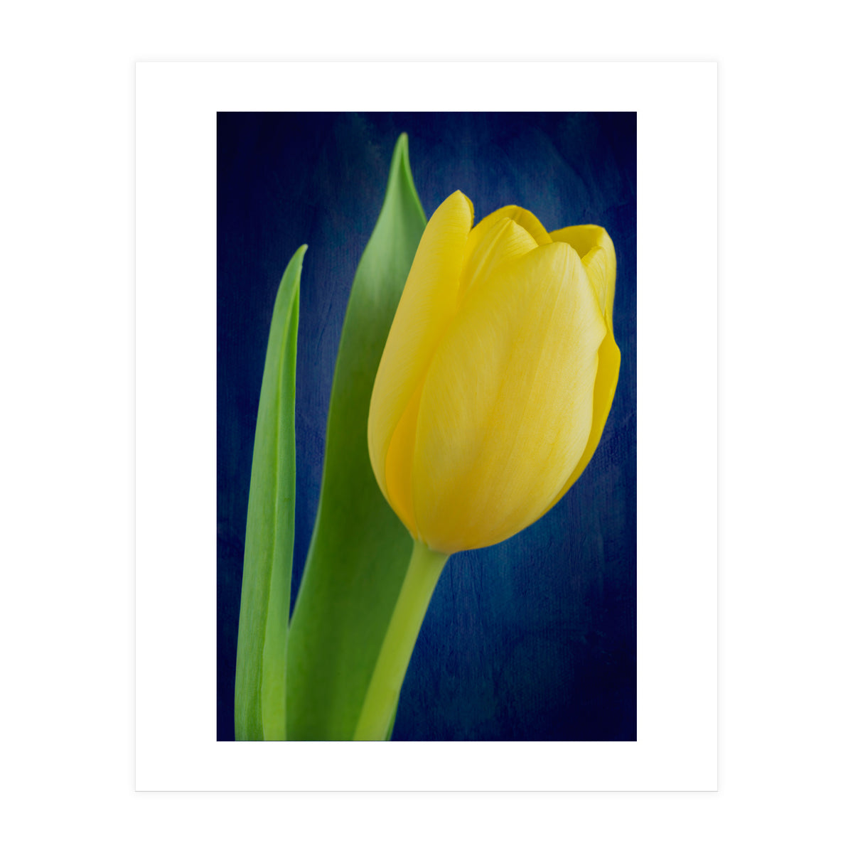 Tulip (Print Only)