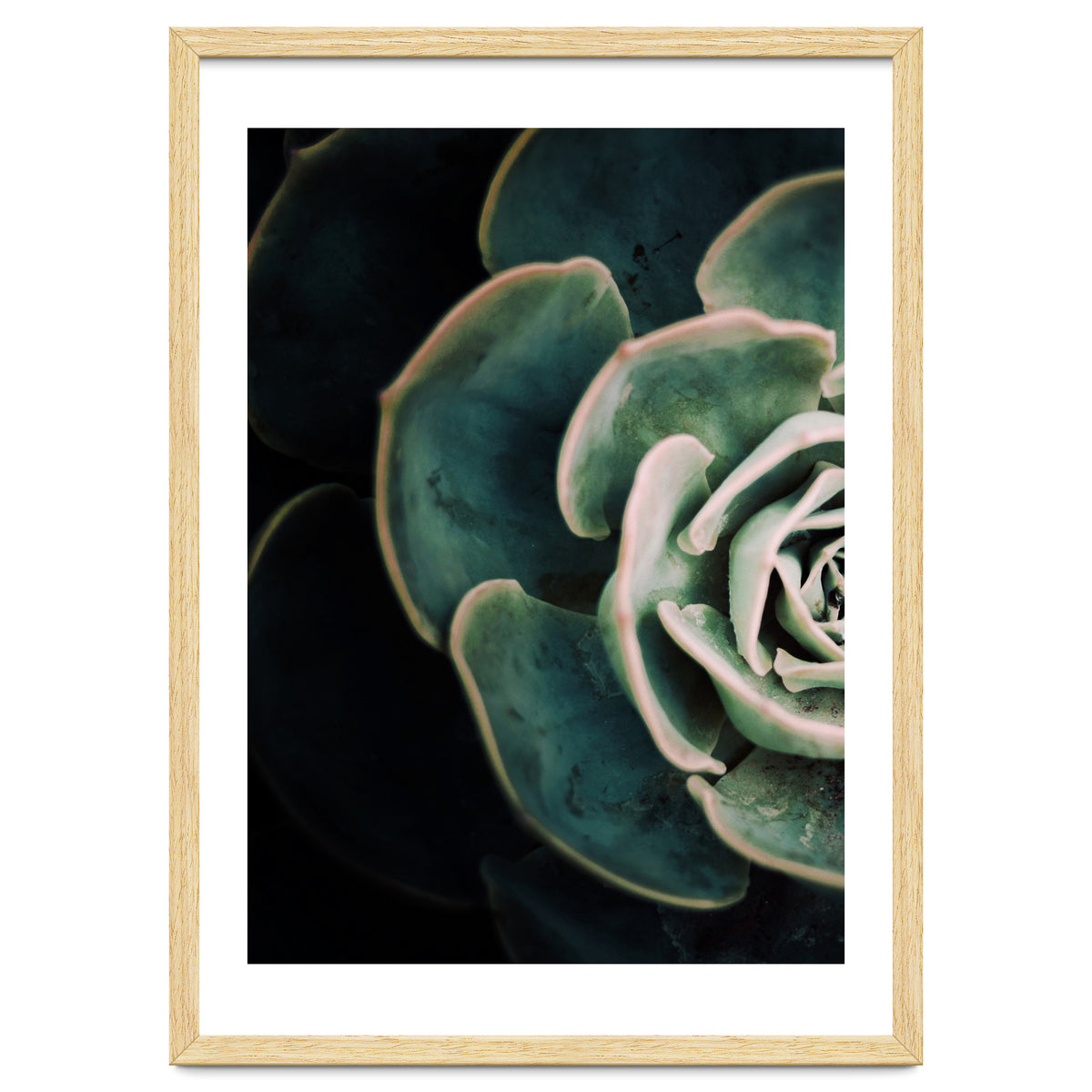Darkside Of Succulents 4-E
