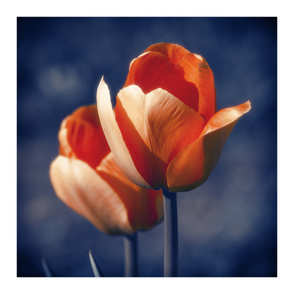 Tulips Flowers (Print Only)