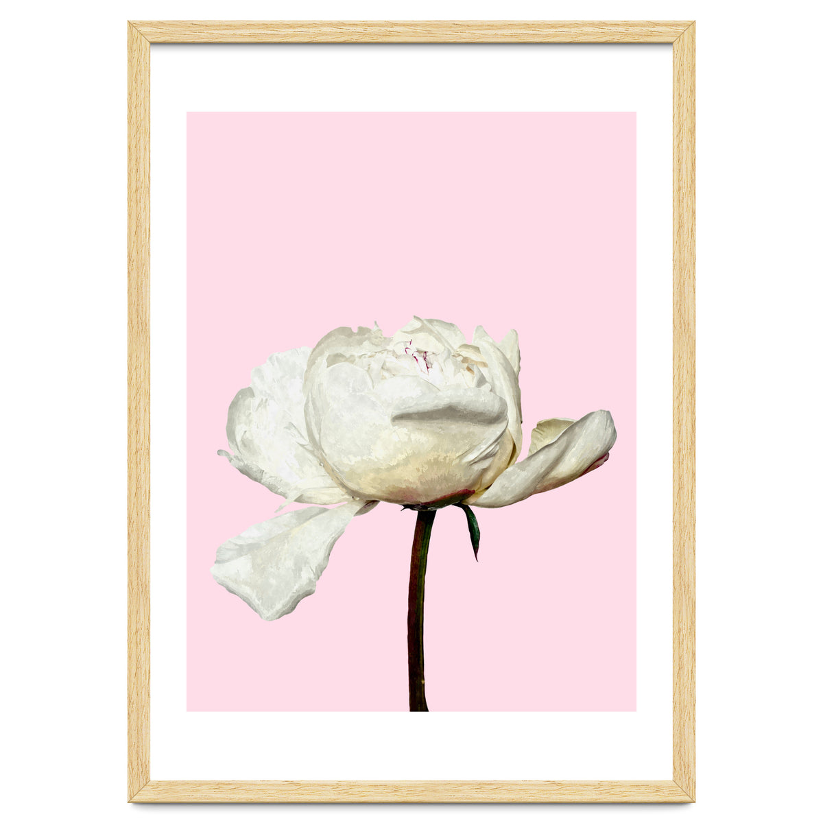 White Peony Pink Background