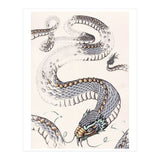 Dream Snake (Print Only) thumbnail