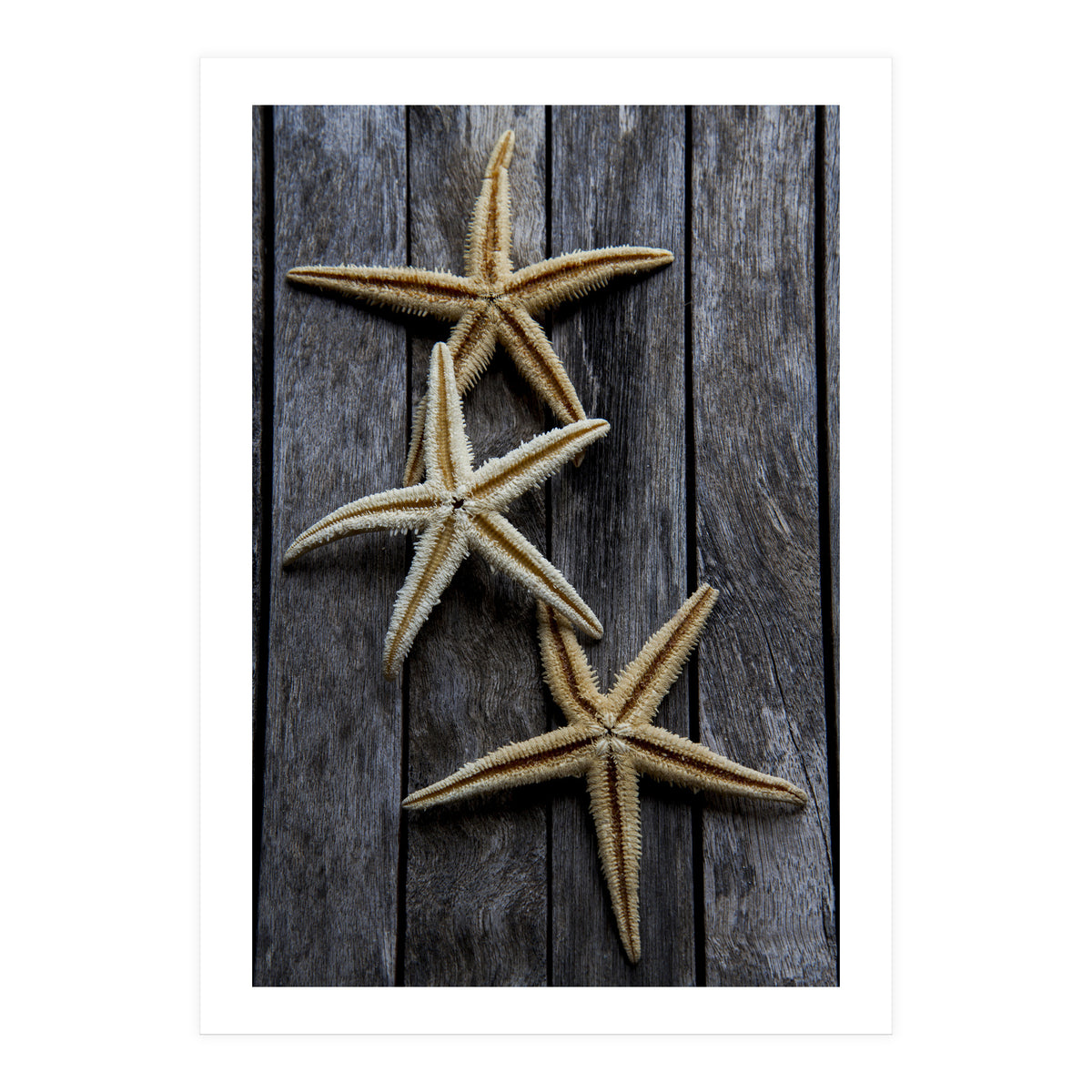 Starfishes in wooden (Print Only)