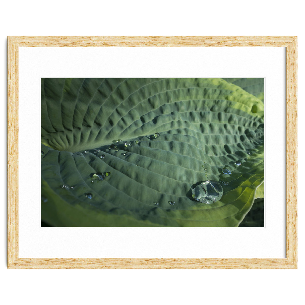 Hosta With Raindrops