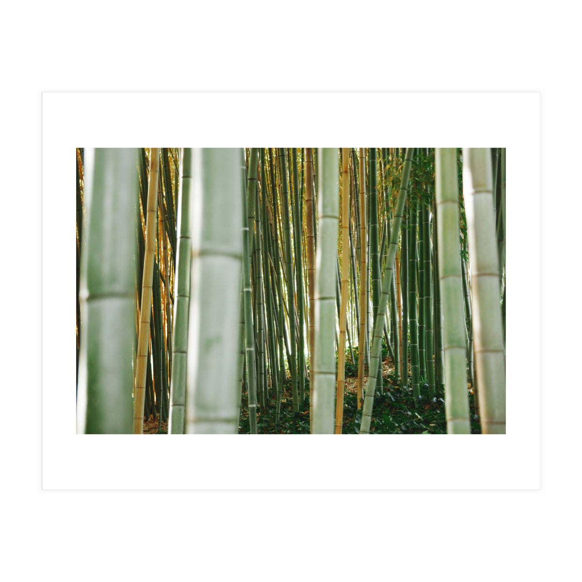 Scorpion (Print Only)