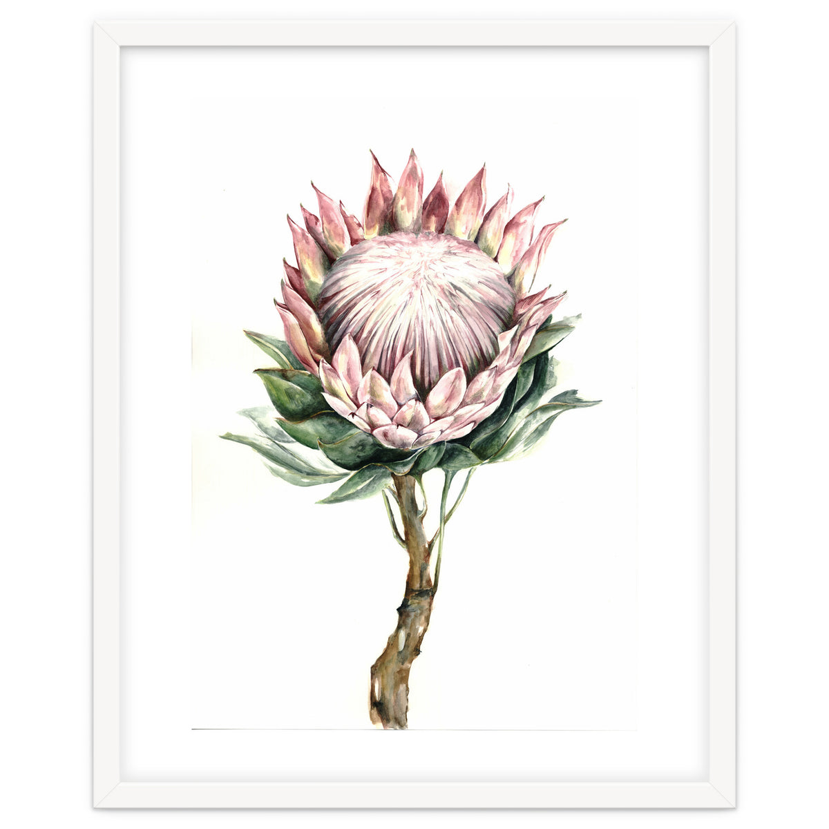 Protea