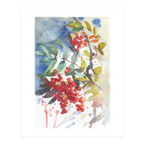 Viburnum / Guelder rose (Print Only) thumbnail