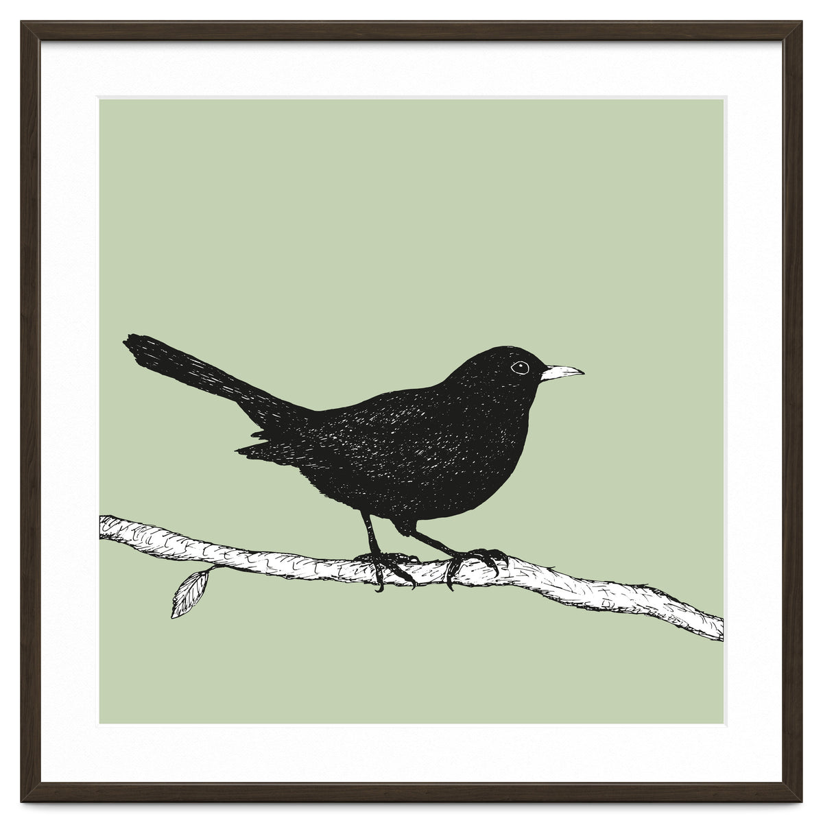 Blackbird pen drawing