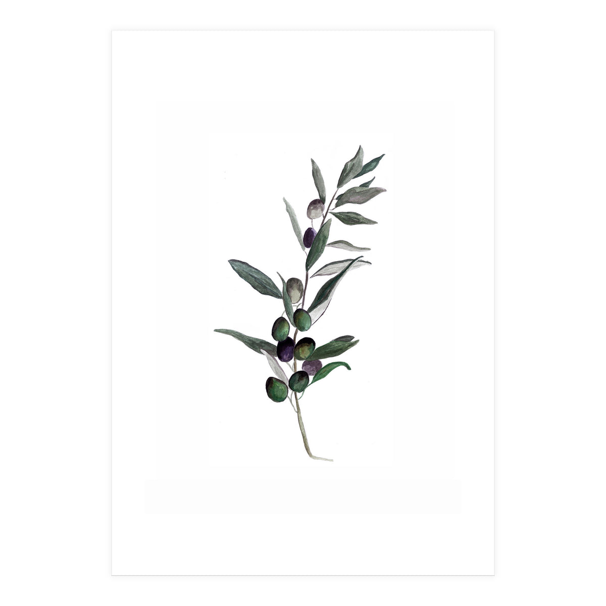 Botanical Illustration Olive (Print Only)
