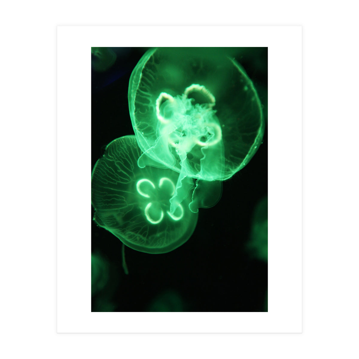 Jellyfish (Print Only)