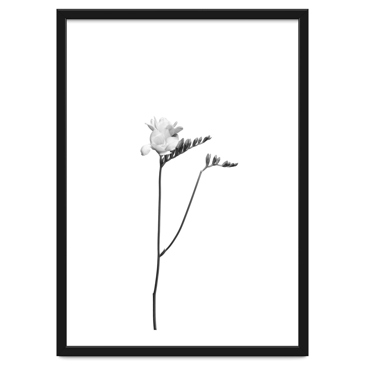 Freesia | bright design