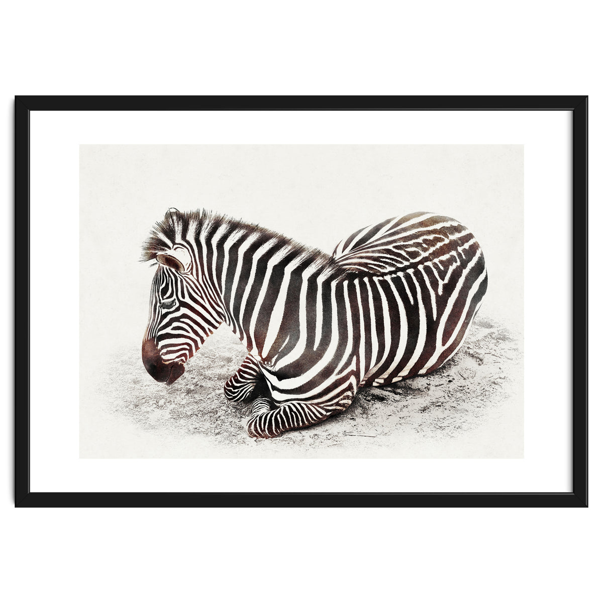 Zebra