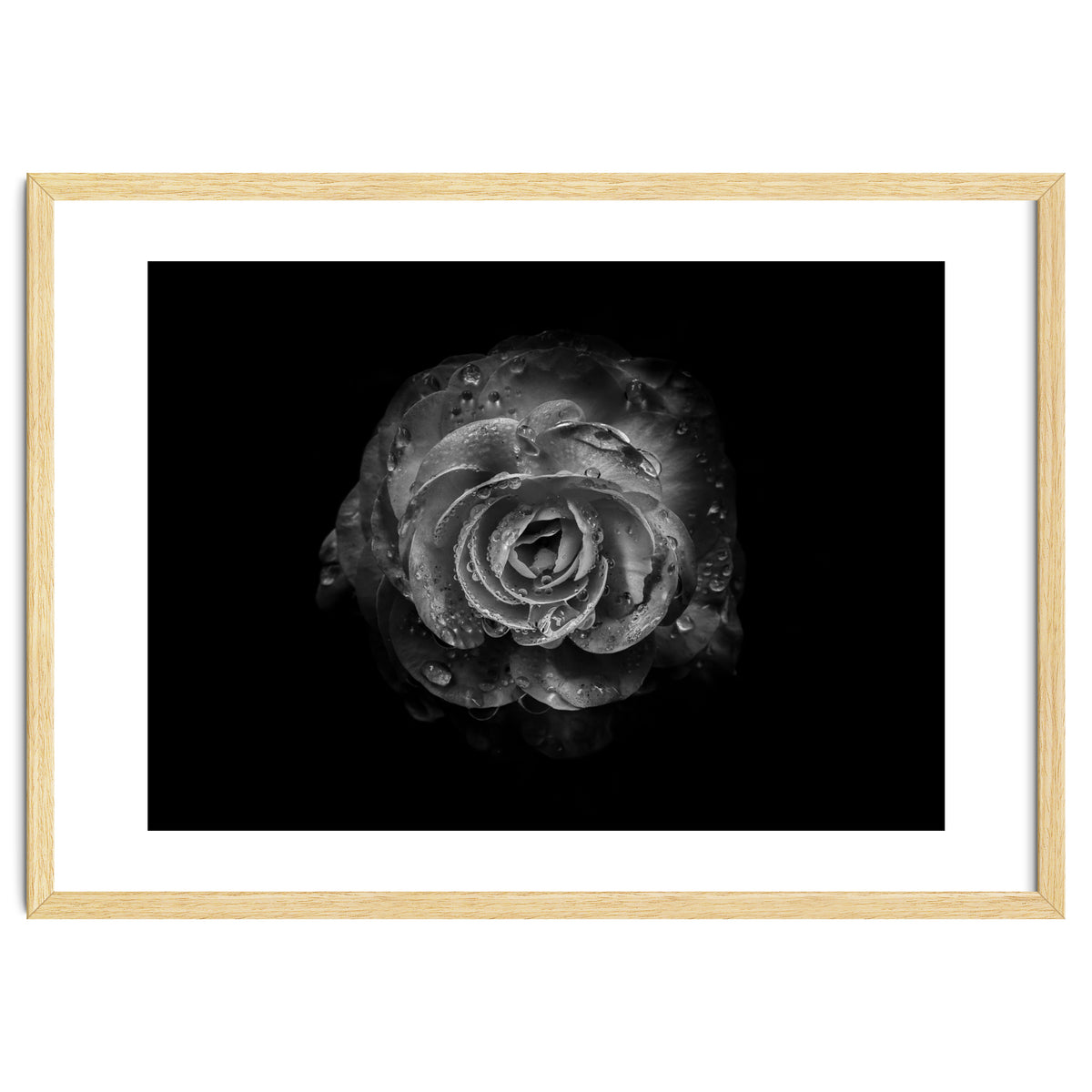 Backyard Flowers In Black And White No 64