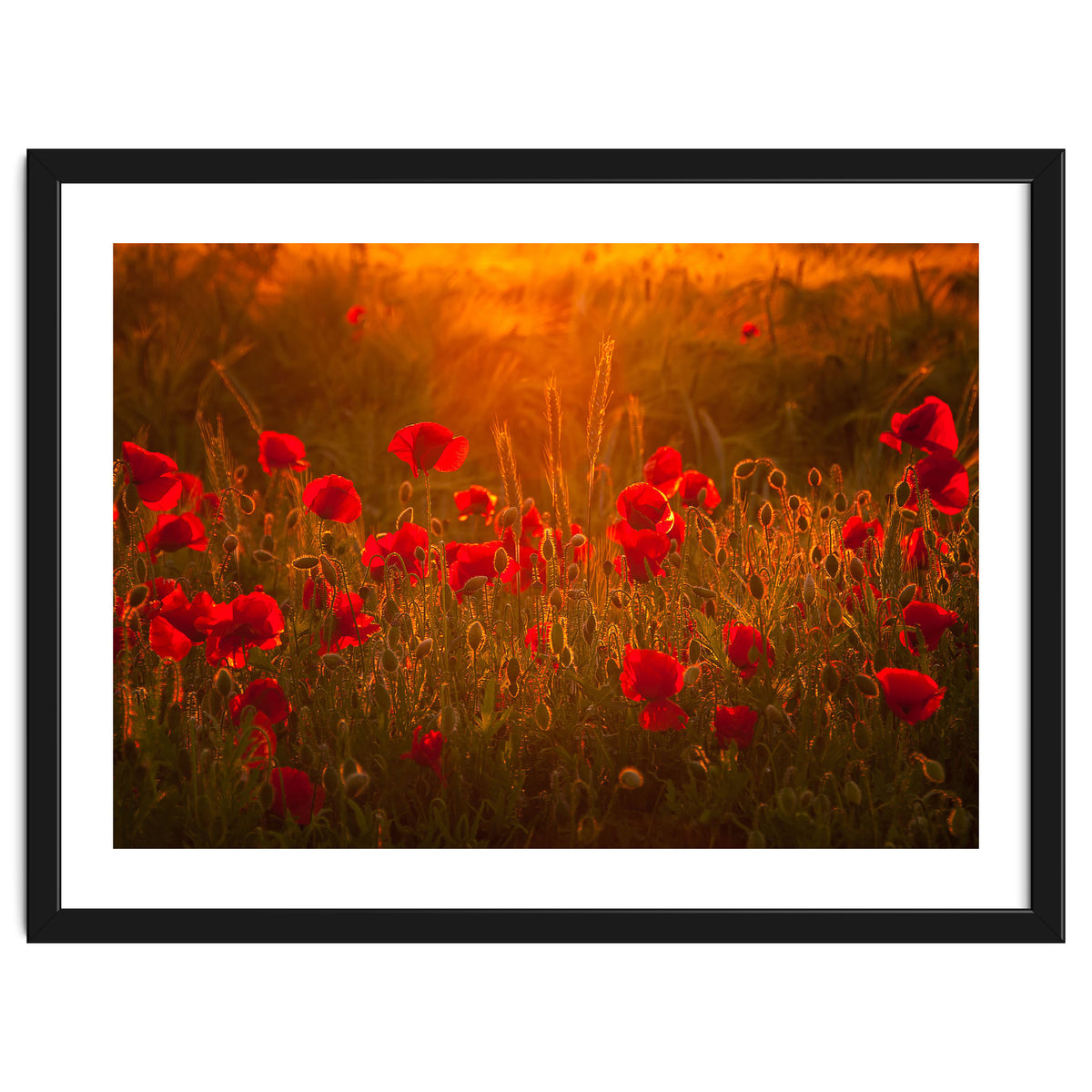 Poppies At Summer (1)