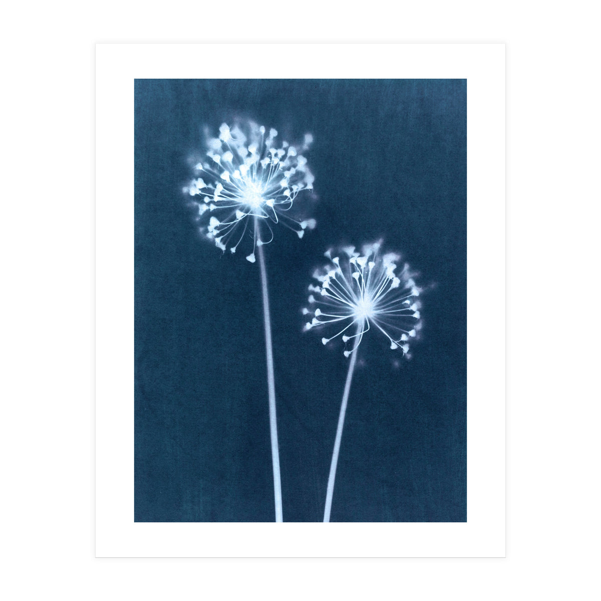 Indigo Dandelion (Print Only)