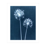 Indigo Dandelion (Print Only) thumbnail