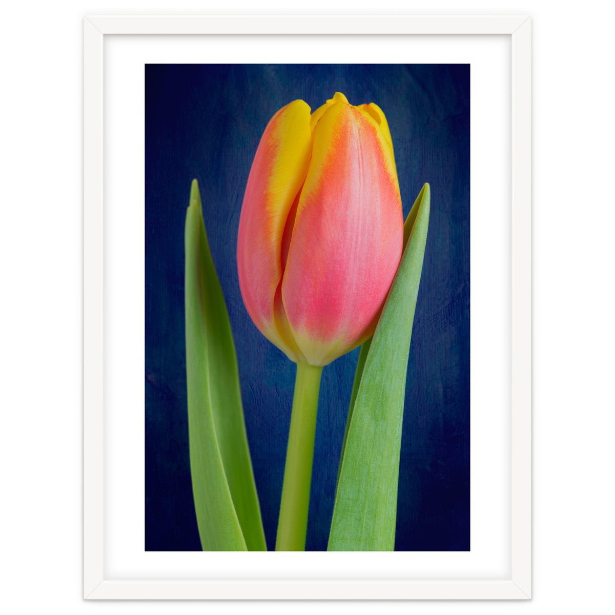 Tulip