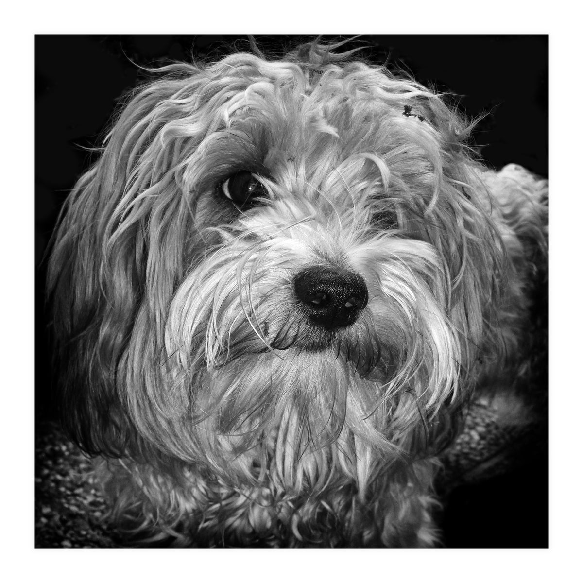 Havaneser (Print Only)