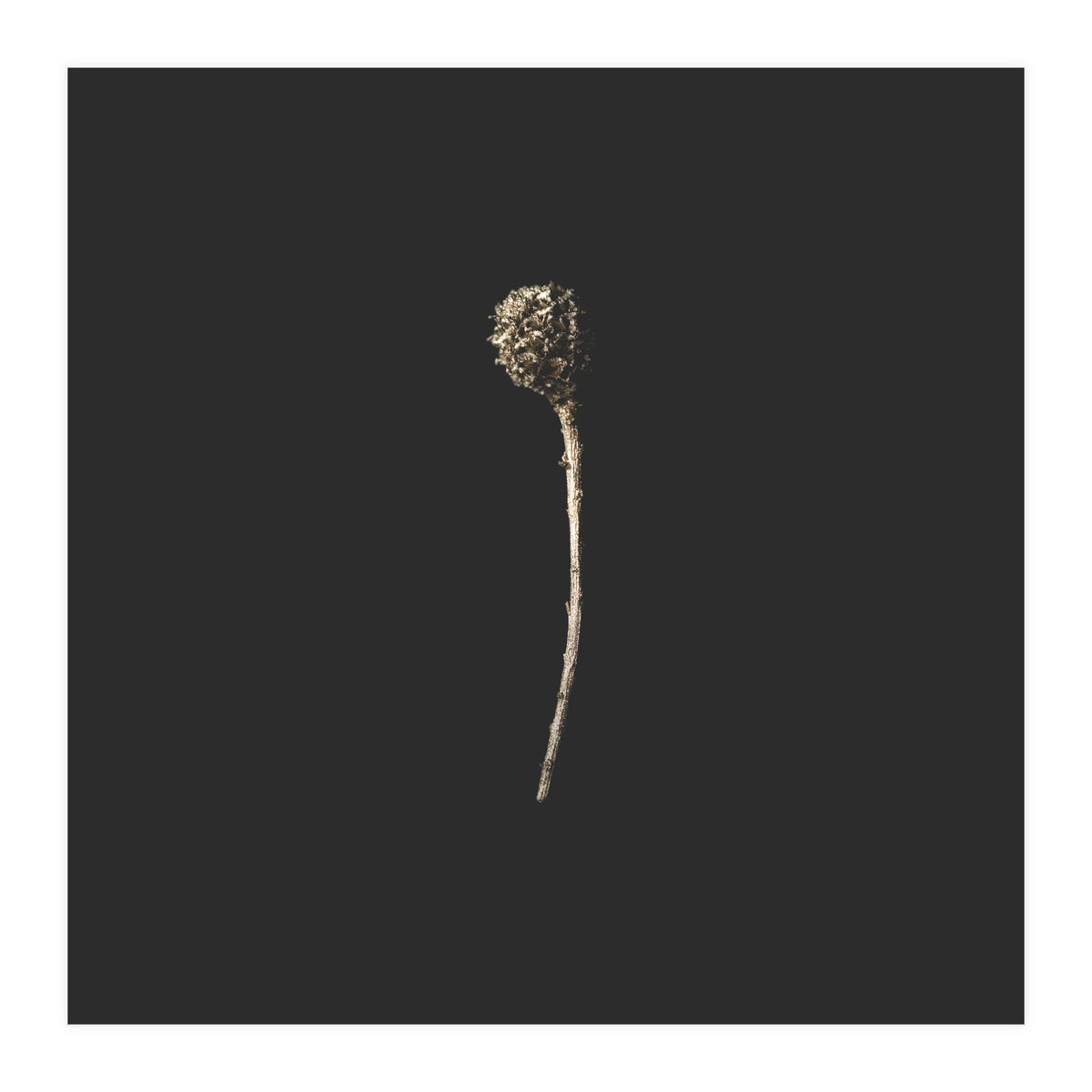 Simple Golden Botanical - Square (Print Only)