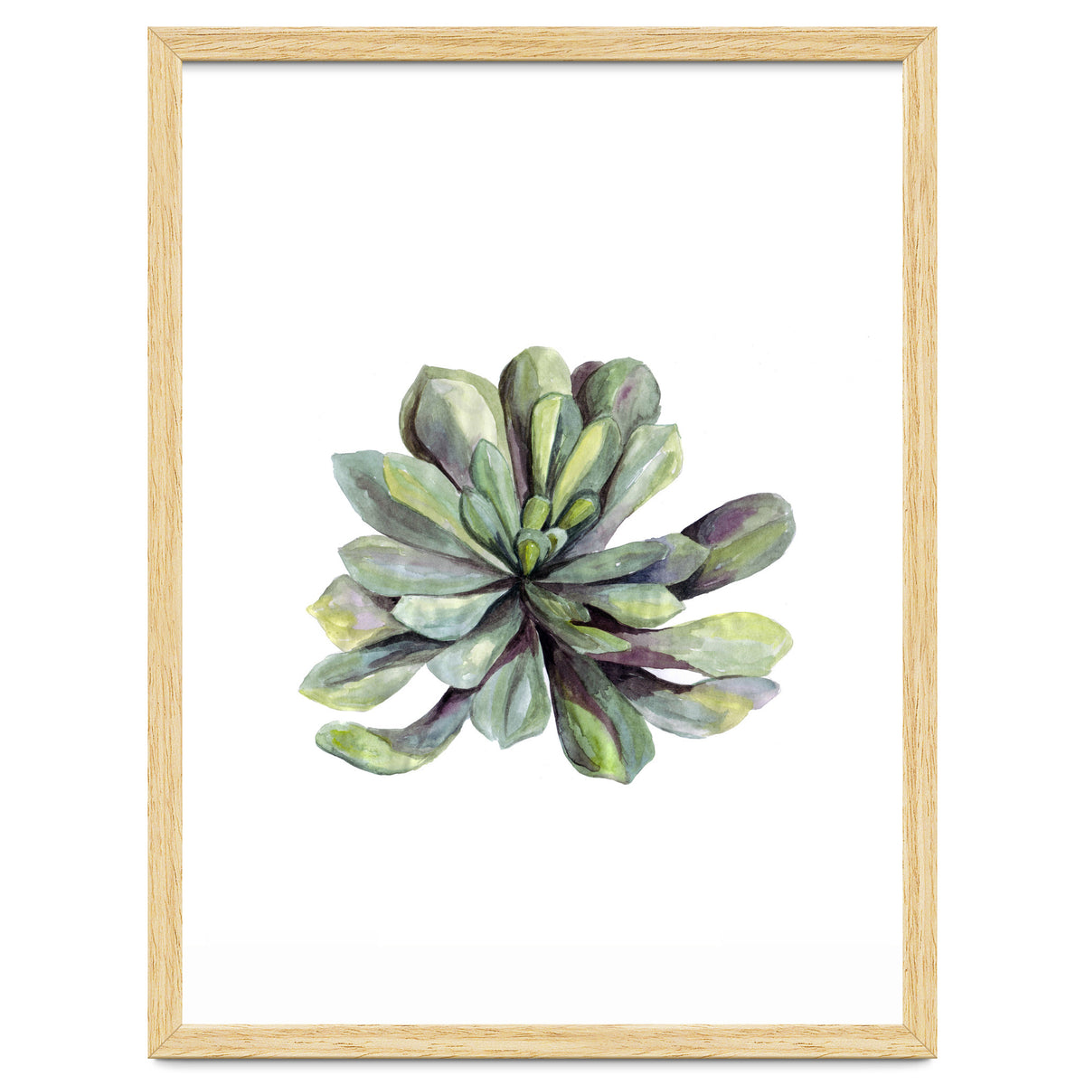 Botanical Illustration Succulent