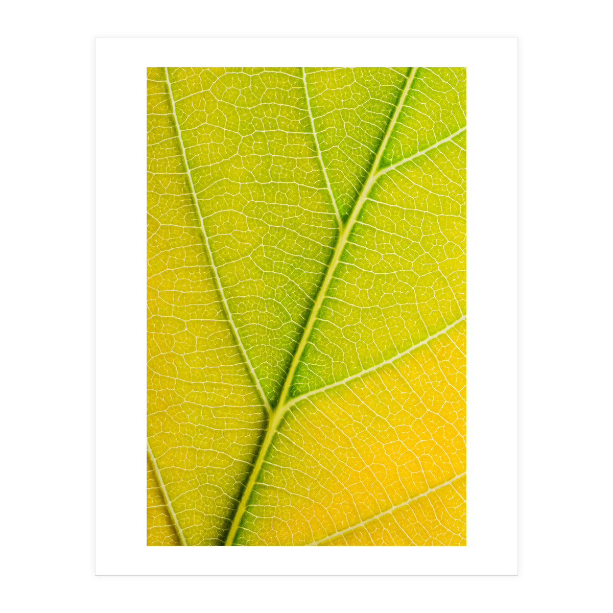 Autumn Leaf (Print Only)