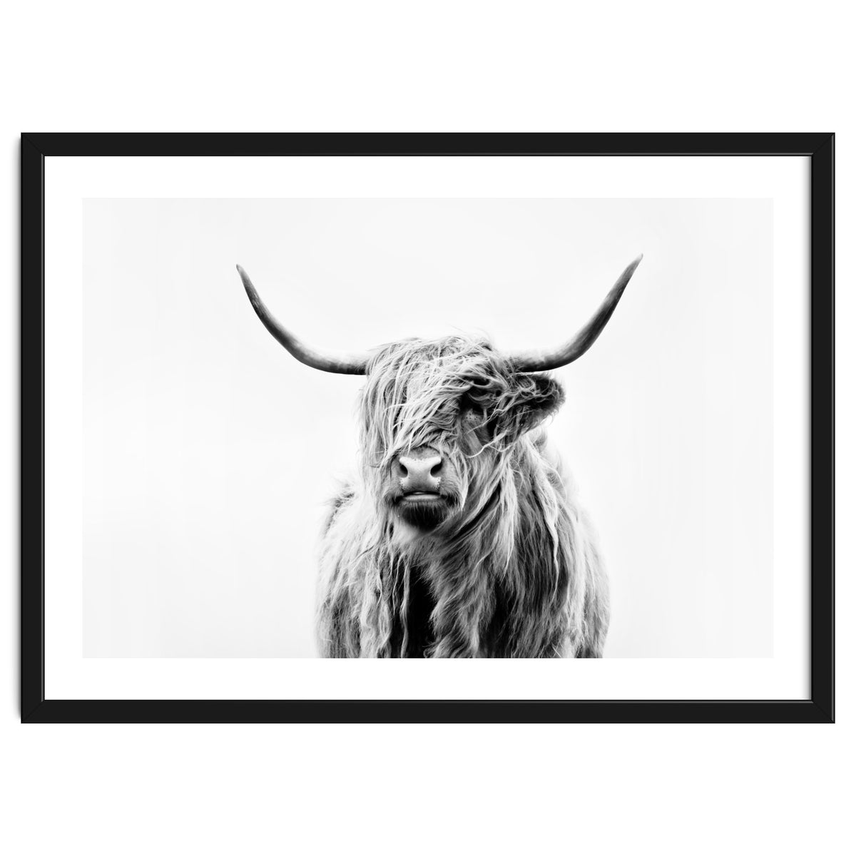 Portrait of a Highland Cow II