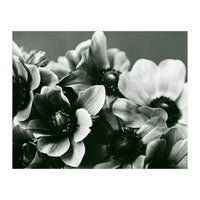 Anemone Flowers (Print Only)