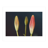Triplets (Print Only) thumbnail