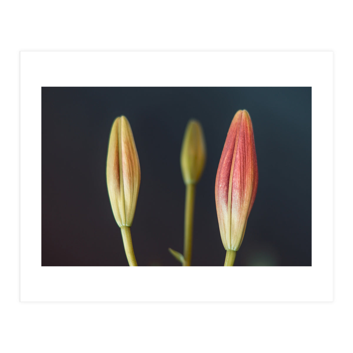 Triplets (Print Only)