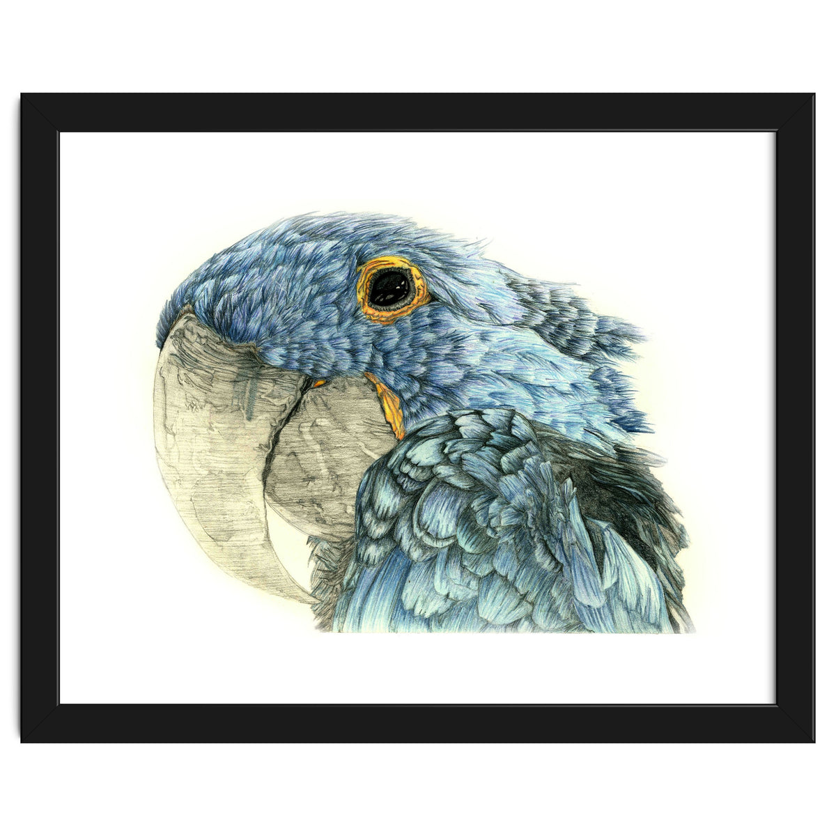 Blue Parrot